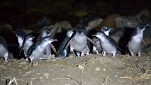Blue Penguins Pukekura - Little Blue Penguin Tour